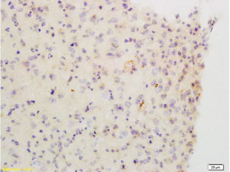 Immunohistochemistry (Formalin/PFA-fixed paraffin-embedded sections) - Anti-Muscarinic Acetylcholine Receptor 2/CM2 antibody (AB216641)