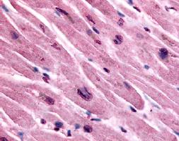 Immunohistochemistry (Formalin/PFA-fixed paraffin-embedded sections) - Anti-Muscarinic Acetylcholine Receptor M3/CHRM3 antibody (AB60981)