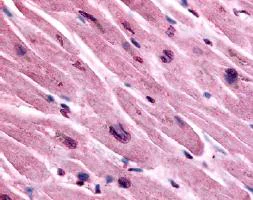 Immunohistochemistry (Formalin/PFA-fixed paraffin-embedded sections) - Anti-Muscarinic Acetylcholine Receptor M3/CHRM3 antibody (AB60981)