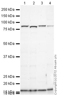 Western blot - Anti-Muscarinic Acetylcholine Receptor M3/CHRM3 antibody (AB87199)