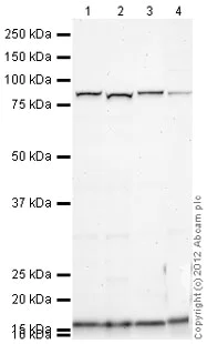Western blot - Anti-Muscarinic Acetylcholine Receptor M3/CHRM3 antibody (AB87199)