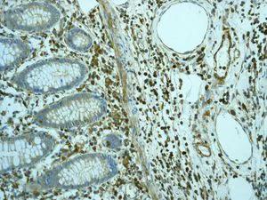 Immunohistochemistry (Formalin/PFA-fixed paraffin-embedded sections) - Anti-muscle Actin antibody [EPR4791] - BSA and Azide free (AB247880)