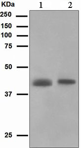 Western blot - Anti-muscle Actin antibody [EPR4791] - BSA and Azide free (AB247880), expandable thumbnail