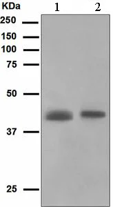 Western blot - Anti-muscle Actin antibody [EPR4791] - BSA and Azide free (AB247880)