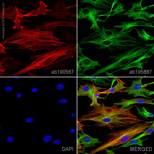 Immunocytochemistry/ Immunofluorescence - Anti-muscle Actin antibody [EPR8484] - BSA and Azide free (AB224207)