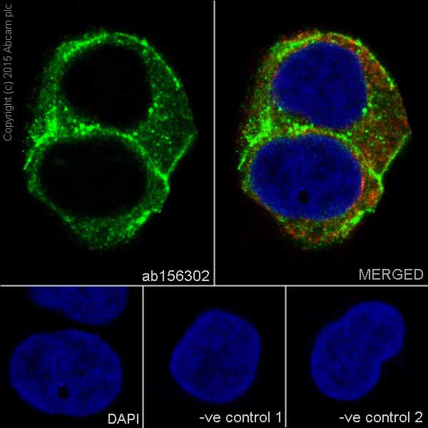 Immunocytochemistry/ Immunofluorescence - Anti-muscle Actin antibody [EPR8484] - Loading Control (ab156302), expandable thumbnail