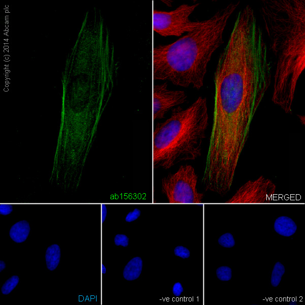 Immunocytochemistry/ Immunofluorescence - Anti-muscle Actin antibody [EPR8484] - Loading Control (ab156302), expandable thumbnail