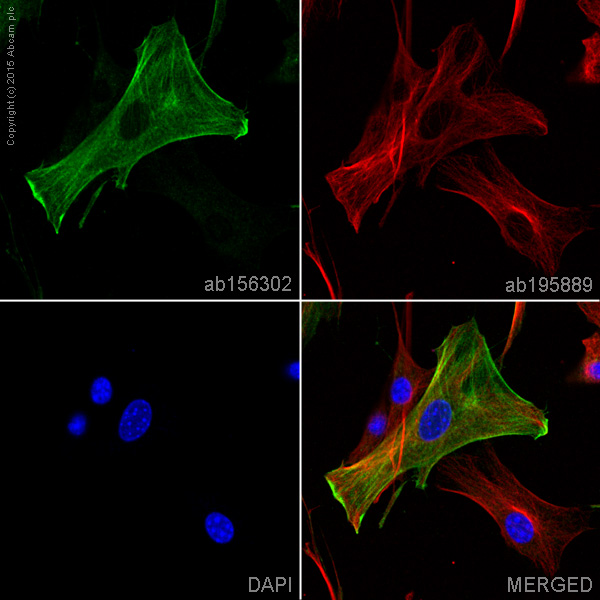 Immunocytochemistry/ Immunofluorescence - Anti-muscle Actin antibody [EPR8484] - Loading Control (ab156302), expandable thumbnail