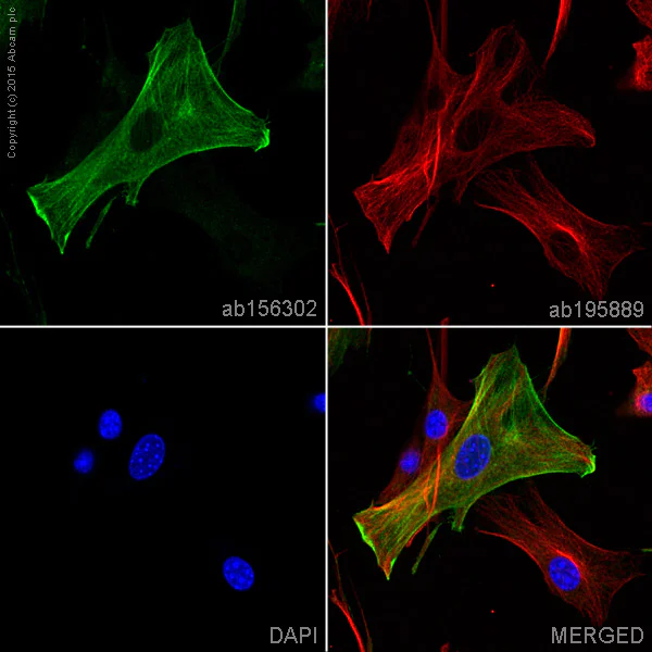 Immunocytochemistry/ Immunofluorescence - Anti-muscle Actin antibody [EPR8484] - Loading Control (AB156302)
