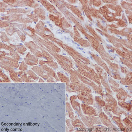 Immunohistochemistry (Formalin/PFA-fixed paraffin-embedded sections) - Anti-muscle Actin antibody [EPR8484] - Loading Control (ab156302), expandable thumbnail