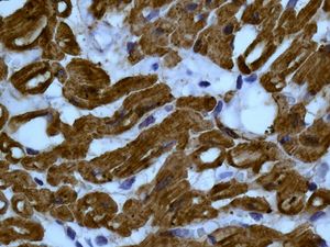 Immunohistochemistry (Formalin/PFA-fixed paraffin-embedded sections) - Anti-muscle Actin antibody [EPR8484] - Loading Control (ab156302), expandable thumbnail
