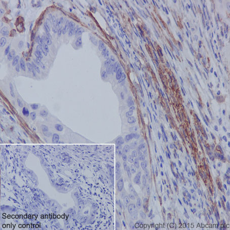 Immunohistochemistry (Formalin/PFA-fixed paraffin-embedded sections) - Anti-muscle Actin antibody [EPR8484] - Loading Control (ab156302), expandable thumbnail
