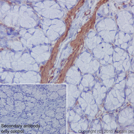 Immunohistochemistry (Formalin/PFA-fixed paraffin-embedded sections) - Anti-muscle Actin antibody [EPR8484] - Loading Control (AB156302), expandable thumbnail