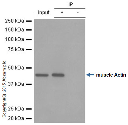 Immunoprecipitation - Anti-muscle Actin antibody [EPR8484] - Loading Control (AB156302), expandable thumbnail
