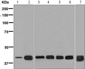 Western blot - Anti-muscle Actin antibody [EPR8484] - Loading Control (ab156302), expandable thumbnail
