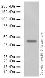 Western blot - Anti-muscle Actin antibody [EPR8484] - Loading Control (AB156302)