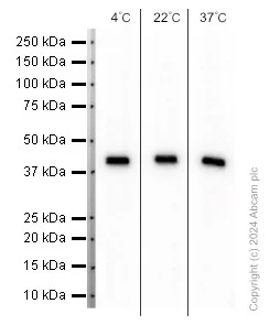 Western blot - Anti-muscle Actin antibody [EPR8484] - Loading Control (AB156302)