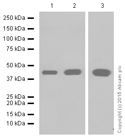 Western blot - Anti-muscle Actin antibody [EPR8484] - Loading Control (AB156302)