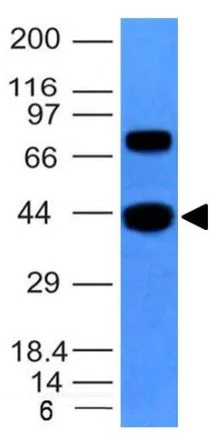 Western blot - Anti-muscle Actin antibody [MSA/953] - Loading Control (AB216039)