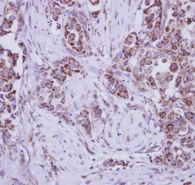 Immunohistochemistry (Formalin/PFA-fixed paraffin-embedded sections) - Anti-MUSK antibody - N-terminal (AB228488)