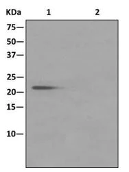 Immunoprecipitation - Anti-Muted antibody [EPR11081(B)] (AB175205)