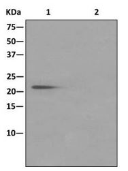 Immunoprecipitation - Anti-Muted antibody [EPR11081(B)] - BSA and Azide free (AB249859)