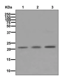 Western blot - Anti-Muted antibody [EPR11081(B)] - BSA and Azide free (AB249859)