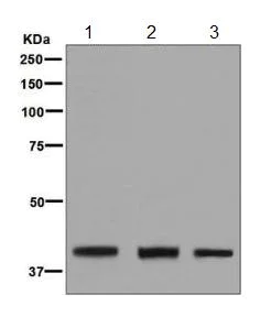 Western blot - Anti-MVD antibody [EPR6559(2)] - BSA and Azide free (AB248271)