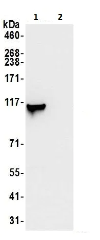 Immunoprecipitation - Anti-MVP antibody (AB226248)