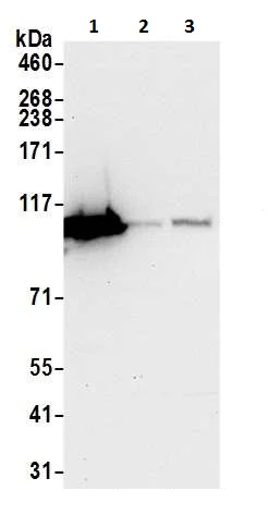 Western blot - Anti-MVP antibody (AB226248)