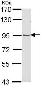 Western blot - Anti-MVP antibody (AB97311), expandable thumbnail