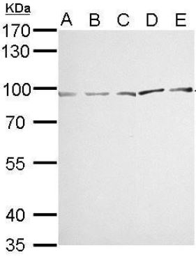 Western blot - Anti-MVP antibody (AB97311), expandable thumbnail
