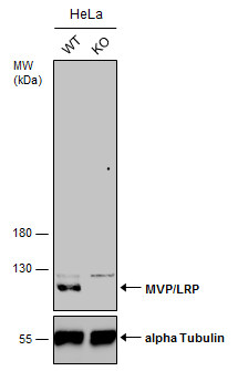 Western blot - Anti-MVP antibody (AB97311), expandable thumbnail