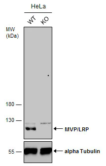 Western blot - Anti-MVP antibody (AB97311)