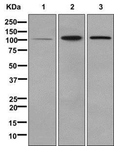 Western blot - Anti-MVP antibody [EPR13226(B)] (AB177145), expandable thumbnail