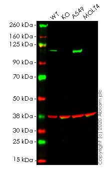 Western blot - Anti-MVP antibody [EPR13226(B)] (AB177145)