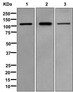 Western blot - Anti-MVP antibody [EPR13227(B)] (AB175239)