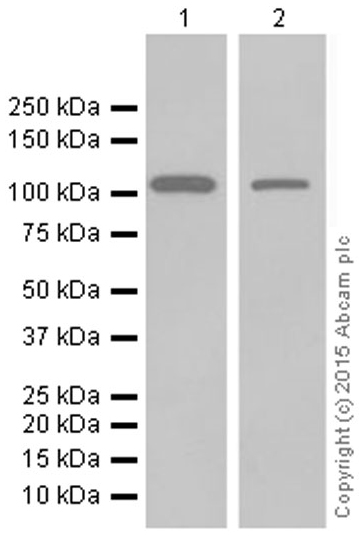 Western blot - Anti-MVP antibody [EPR13227(B)] (AB175239), expandable thumbnail