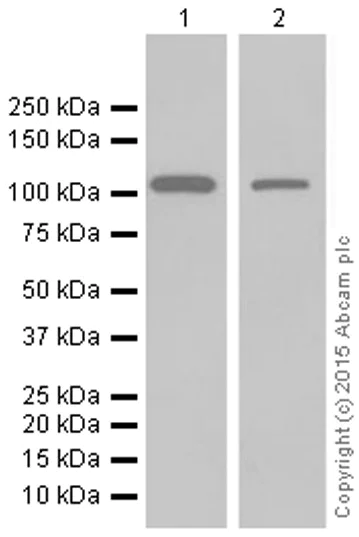 Western blot - Anti-MVP antibody [EPR13227(B)] (AB175239)