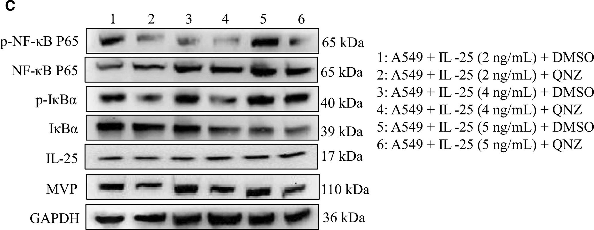 Western blot - Anti-MVP antibody [EPR13227(B)] (ab175239), expandable thumbnail
