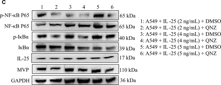 Western blot - Anti-MVP antibody [EPR13227(B)] (AB175239)