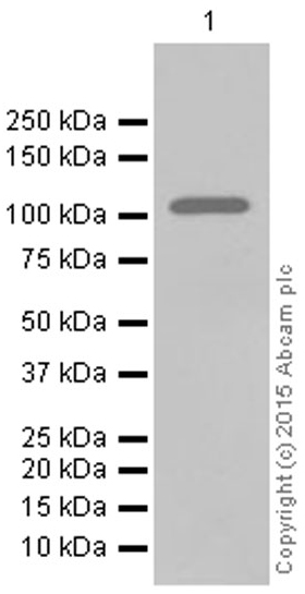 Western blot - Anti-MVP antibody [EPR13227(B)] (AB175239), expandable thumbnail