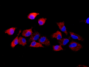 Immunocytochemistry/ Immunofluorescence - Anti-MVP antibody [EPR13227(B)] - BSA and Azide free (ab240184), expandable thumbnail
