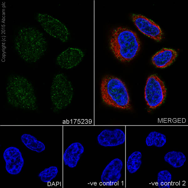 Immunocytochemistry/ Immunofluorescence - Anti-MVP antibody [EPR13227(B)] - BSA and Azide free (AB240184), expandable thumbnail