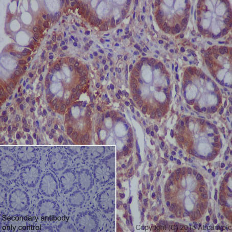 Immunohistochemistry (Formalin/PFA-fixed paraffin-embedded sections) - Anti-MVP antibody [EPR13227(B)] - BSA and Azide free (AB240184), expandable thumbnail