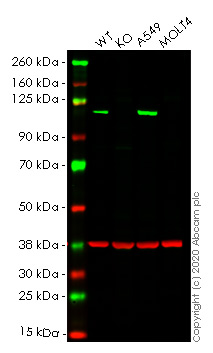 Western blot - Anti-MVP antibody [EPR13227(B)] - BSA and Azide free (AB240184), expandable thumbnail