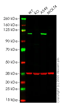 Western blot - Anti-MVP antibody [EPR13227(B)] - BSA and Azide free (AB240184)