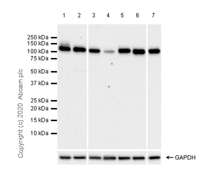 Western blot - Anti-MVP antibody [EPR23594-106] (AB273093)