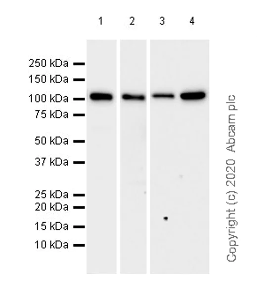Western blot - Anti-MVP antibody [EPR23594-106] (AB273093)