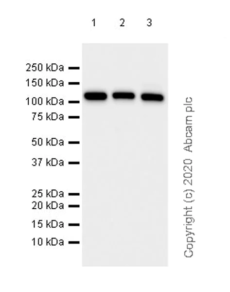 Western blot - Anti-MVP antibody [EPR23594-106] (AB273093)